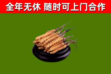 浏阳回收冬虫夏草