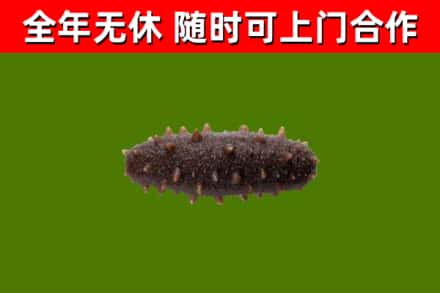 浏阳回收海参干